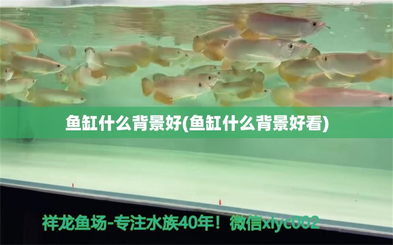 鱼缸什么背景好(鱼缸什么背景好看) 泰庞海鲢鱼