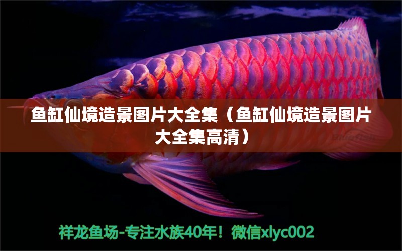 鱼缸仙境造景图片大全集（鱼缸仙境造景图片大全集高清） 祥龙水族医院