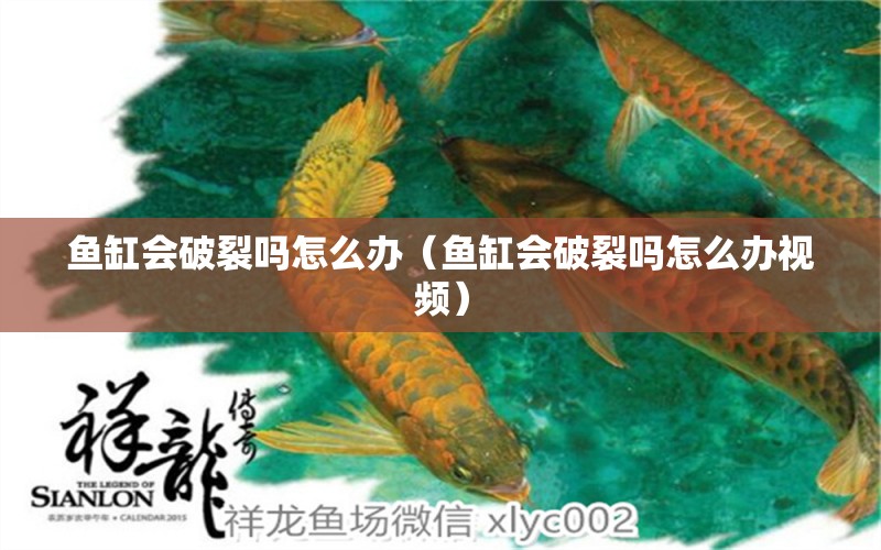 鱼缸会破裂吗怎么办（鱼缸会破裂吗怎么办视频） 祥龙水族医院