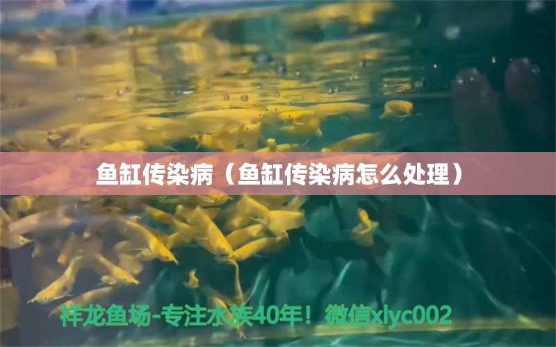 鱼缸传染病（鱼缸传染病怎么处理） 祥龙水族医院