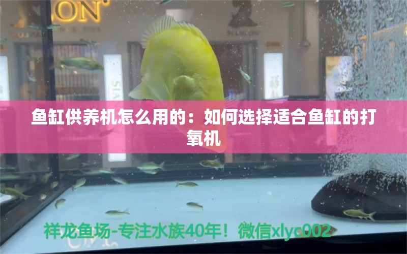 鱼缸供养机怎么用的：如何选择适合鱼缸的打氧机 鱼缸百科 第1张