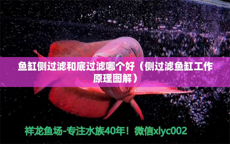 鱼缸侧过滤和底过滤哪个好（侧过滤鱼缸工作原理图解） 祥龙鱼场