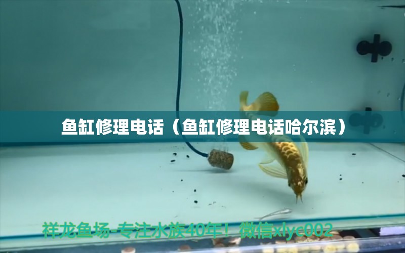鱼缸修理电话（鱼缸修理电话哈尔滨）