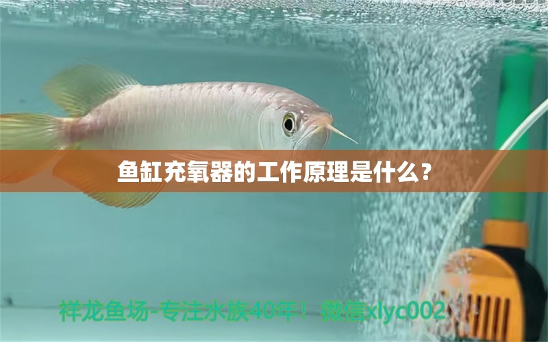 鱼缸充氧器的工作原理是什么？