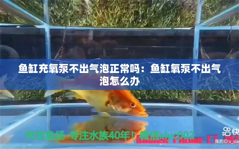 鱼缸充氧泵不出气泡正常吗：鱼缸氧泵不出气泡怎么办