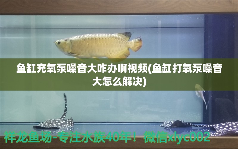 鱼缸充氧泵噪音大咋办啊视频(鱼缸打氧泵噪音大怎么解决) 申古银版鱼