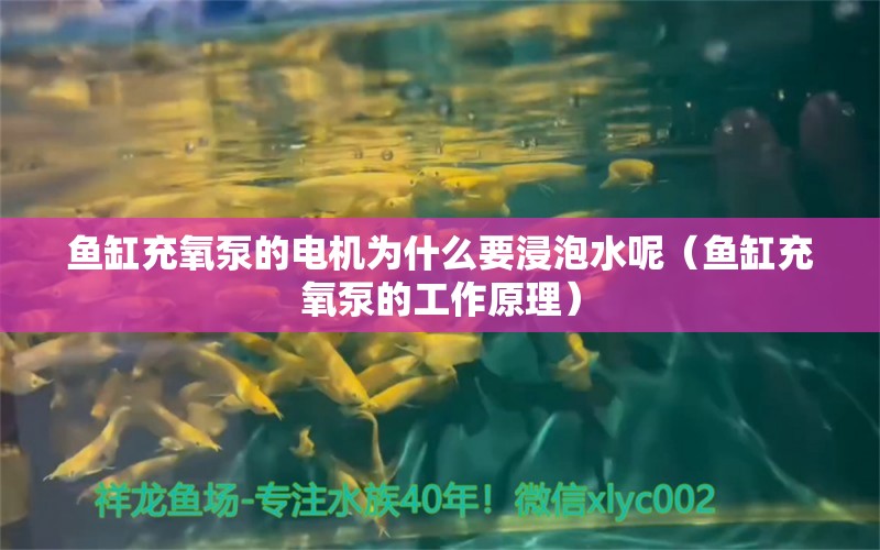 鱼缸充氧泵的电机为什么要浸泡水呢（鱼缸充氧泵的工作原理） 广州观赏鱼批发市场