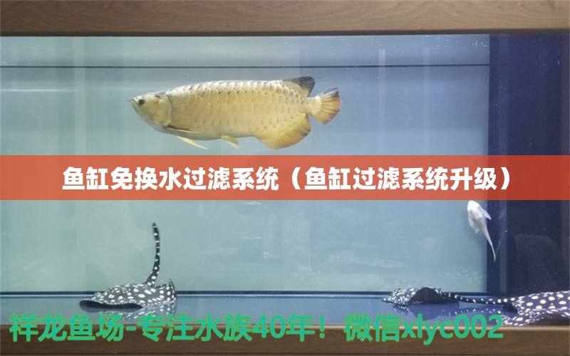 鱼缸免换水过滤系统（鱼缸过滤系统升级） 银龙鱼百科 第1张