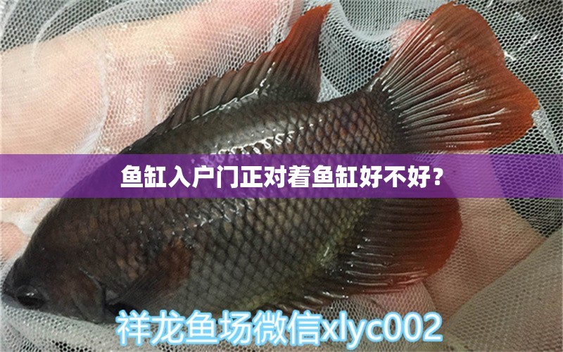 鱼缸入户门正对着鱼缸好不好？