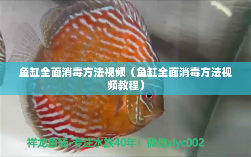 鱼缸全面消毒方法视频（鱼缸全面消毒方法视频教程） 观赏鱼市场（混养鱼）