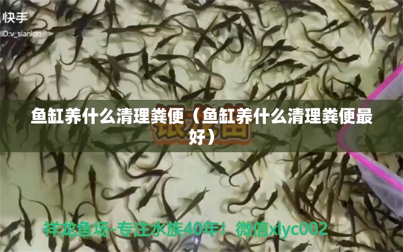 鱼缸养什么清理粪便（鱼缸养什么清理粪便最好） 量子养鱼技术