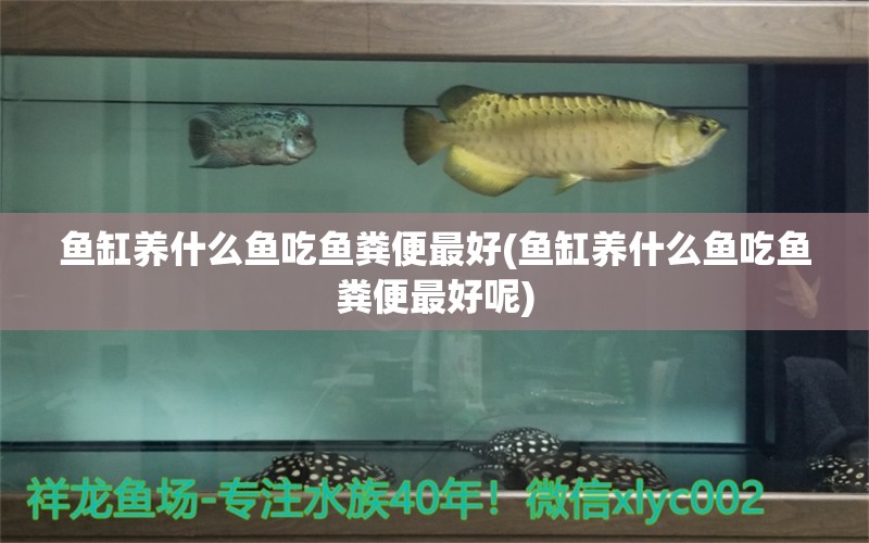 鱼缸养什么鱼吃鱼粪便最好(鱼缸养什么鱼吃鱼粪便最好呢) 黄金梦幻雷龙鱼 第1张