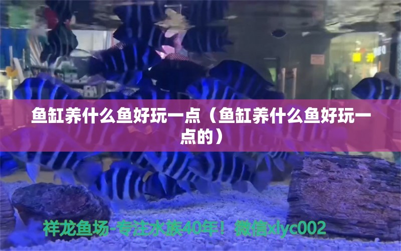 鱼缸养什么鱼好玩一点（鱼缸养什么鱼好玩一点的） 祥龙水族医院