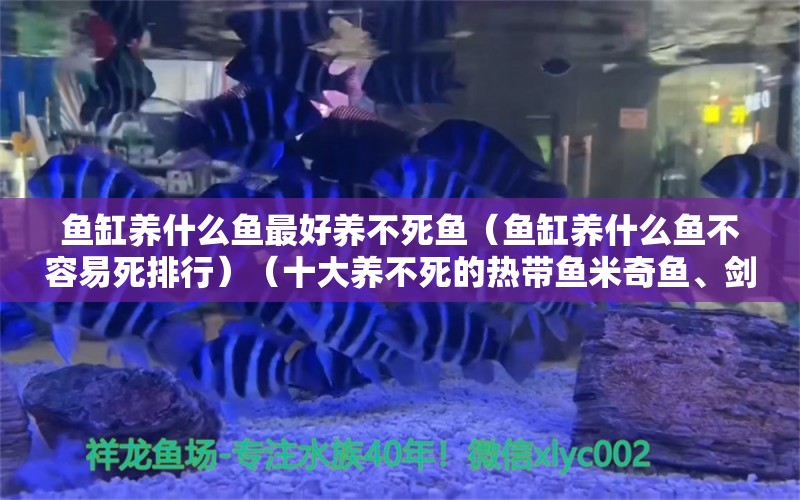 鱼缸养什么鱼最好养不死鱼（鱼缸养什么鱼不容易死排行）（十大养不死的热带鱼米奇鱼、剑尾鱼、孔雀鱼、孔雀鱼、孔雀鱼） 鱼缸百科 第2张