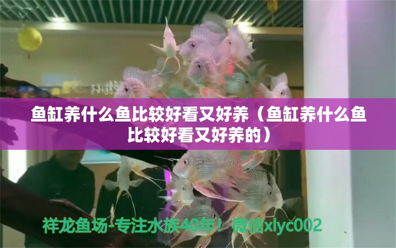 鱼缸养什么鱼比较好看又好养（鱼缸养什么鱼比较好看又好养的） 祥龙水族医院