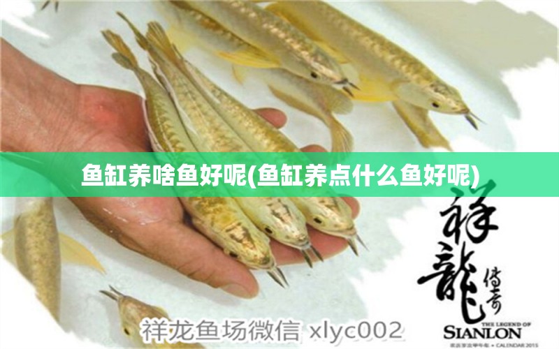 鱼缸养啥鱼好呢(鱼缸养点什么鱼好呢) 水族品牌 第1张