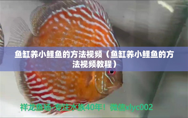 鱼缸养小鲤鱼的方法视频（鱼缸养小鲤鱼的方法视频教程） 皇冠黑白魟鱼