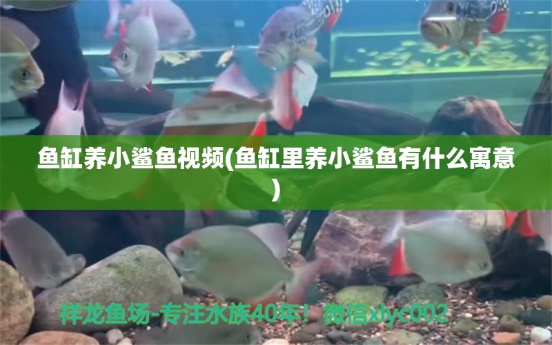 鱼缸养小鲨鱼视频(鱼缸里养小鲨鱼有什么寓意) 祥龙赫舞红龙鱼