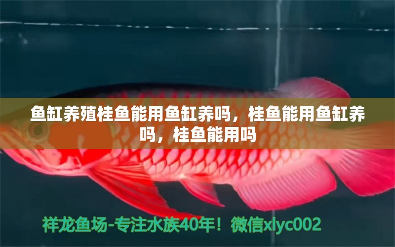 鱼缸养殖桂鱼能用鱼缸养吗，桂鱼能用鱼缸养吗，桂鱼能用吗