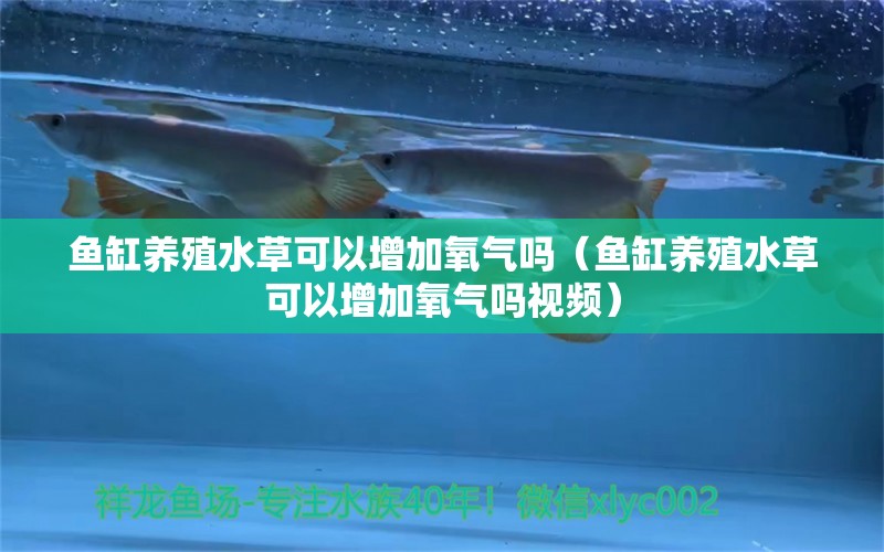 鱼缸养殖水草可以增加氧气吗（鱼缸养殖水草可以增加氧气吗视频）