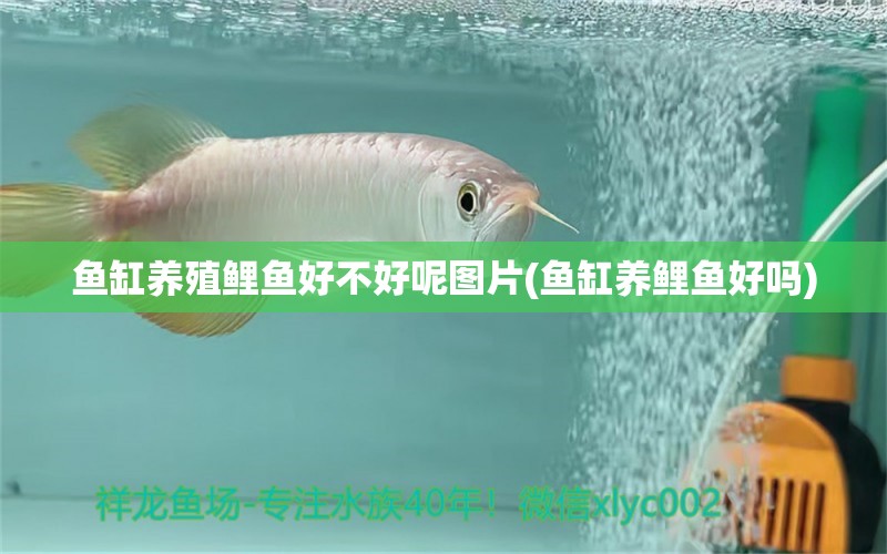 鱼缸养殖鲤鱼好不好呢图片(鱼缸养鲤鱼好吗) 鱼缸等水族设备