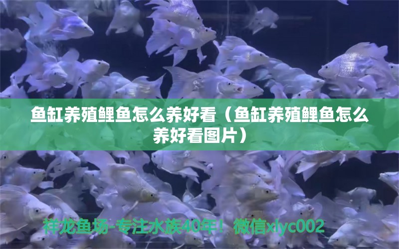 鱼缸养殖鲤鱼怎么养好看（鱼缸养殖鲤鱼怎么养好看图片） 祥龙水族医院