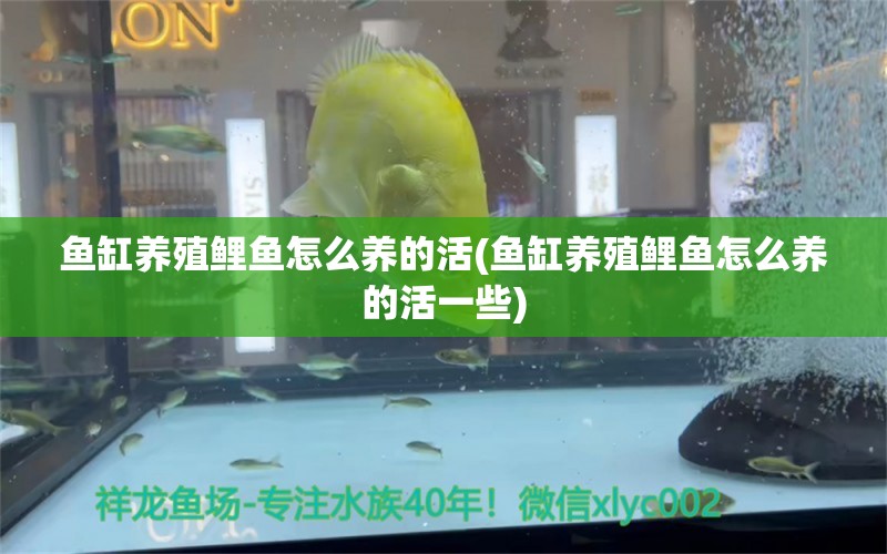 鱼缸养殖鲤鱼怎么养的活(鱼缸养殖鲤鱼怎么养的活一些) 广州观赏鱼鱼苗批发市场