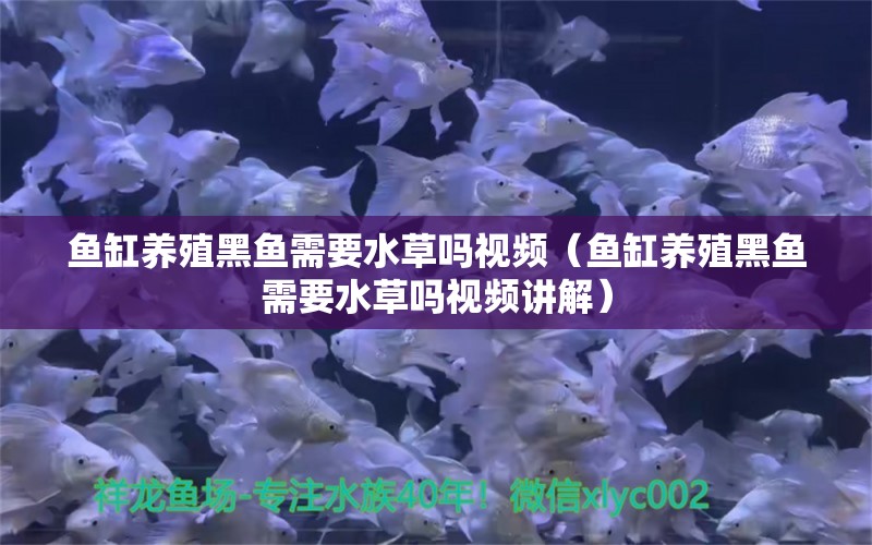 鱼缸养殖黑鱼需要水草吗视频（鱼缸养殖黑鱼需要水草吗视频讲解）