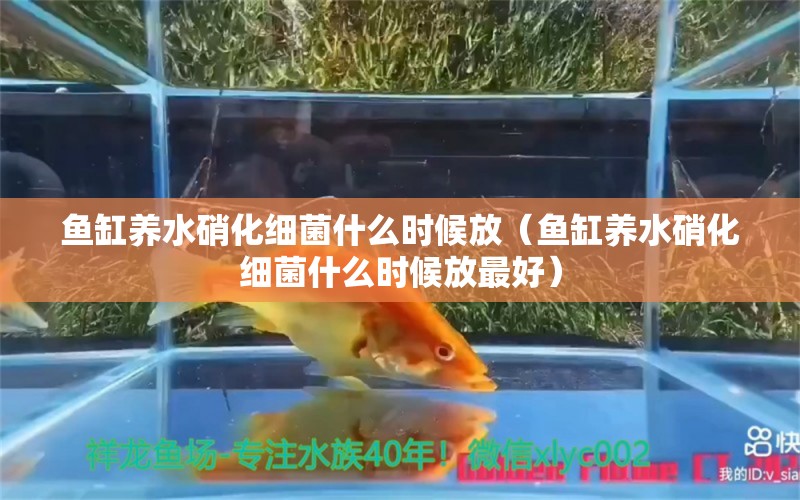 鱼缸养水硝化细菌什么时候放（鱼缸养水硝化细菌什么时候放最好） 硝化细菌