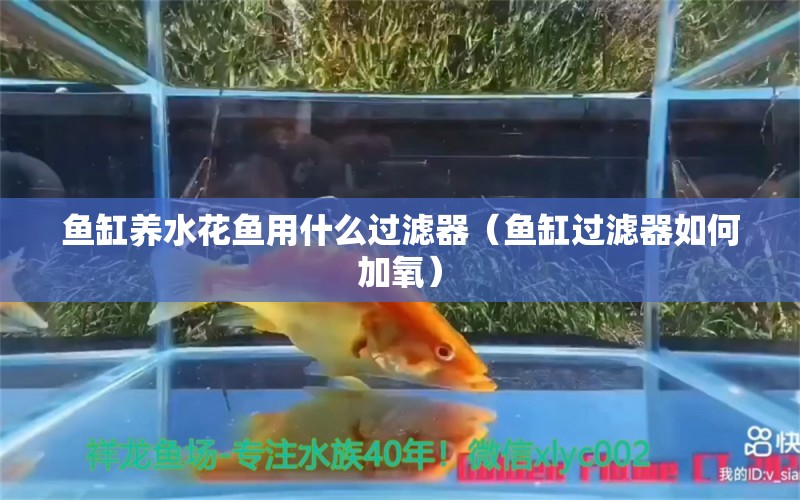 鱼缸养水花鱼用什么过滤器（鱼缸过滤器如何加氧）