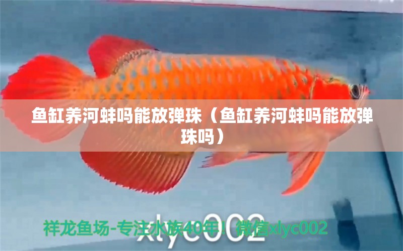 鱼缸养河蚌吗能放弹珠（鱼缸养河蚌吗能放弹珠吗） 祥龙水族医院