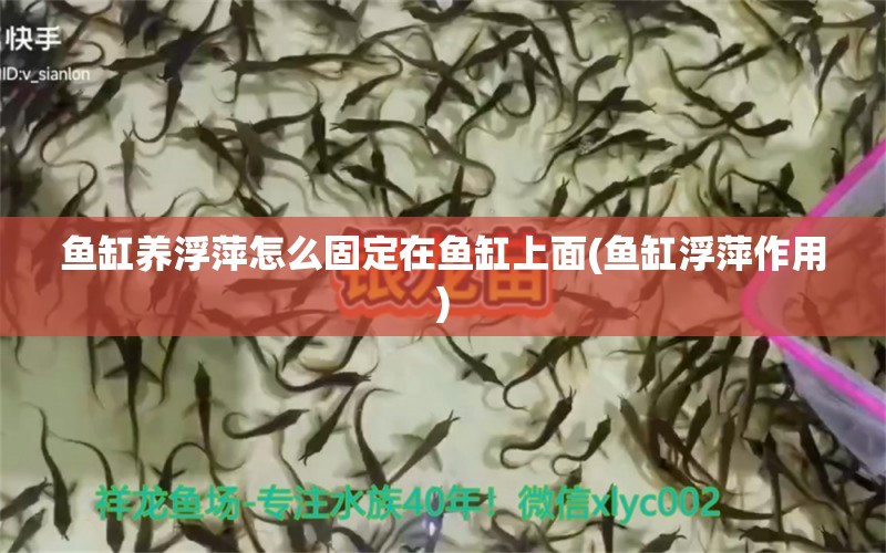 鱼缸养浮萍怎么固定在鱼缸上面(鱼缸浮萍作用)