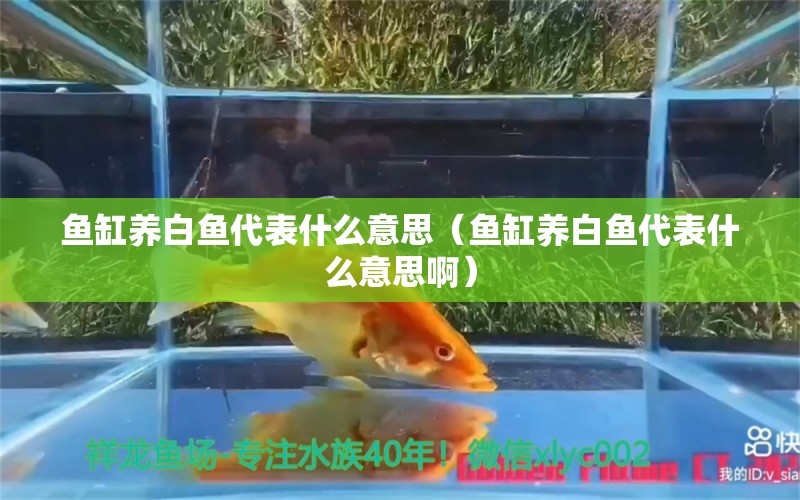 鱼缸养白鱼代表什么意思（鱼缸养白鱼代表什么意思啊）