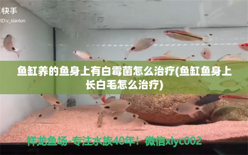 鱼缸养的鱼身上有白霉菌怎么治疗(鱼缸鱼身上长白毛怎么治疗)