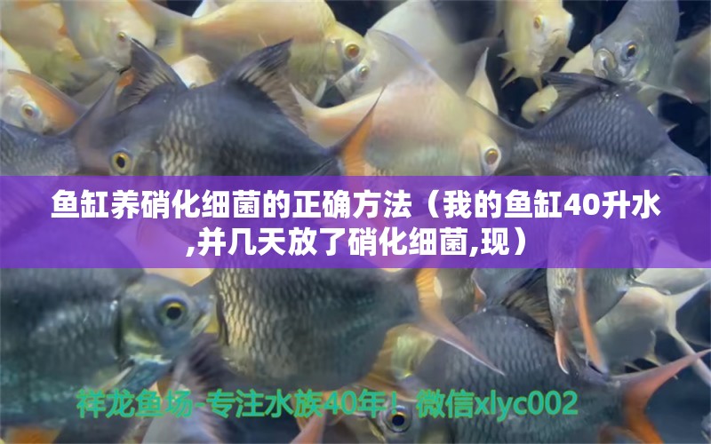 鱼缸养硝化细菌的正确方法（我的鱼缸40升水,并几天放了硝化细菌,现）