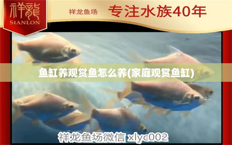 鱼缸养观赏鱼怎么养(家庭观赏鱼缸) 水族用品 第1张