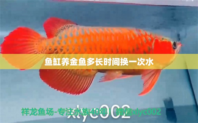 鱼缸养金鱼多长时间换一次水 水族问答 第1张