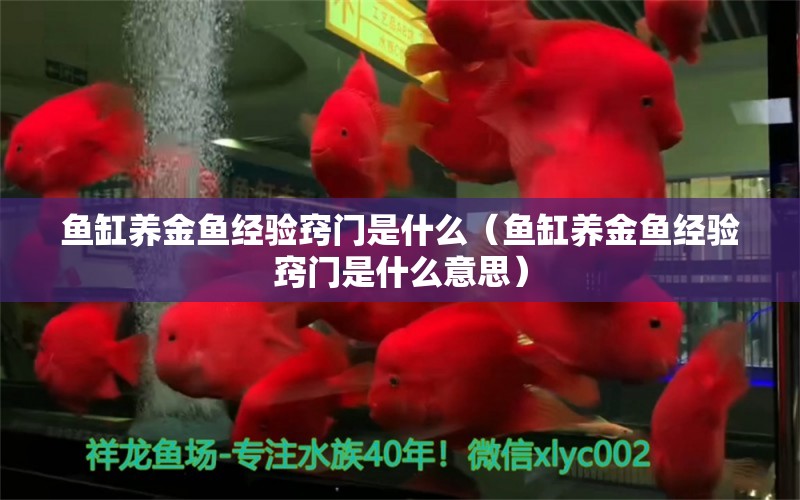 鱼缸养金鱼经验窍门是什么（鱼缸养金鱼经验窍门是什么意思）