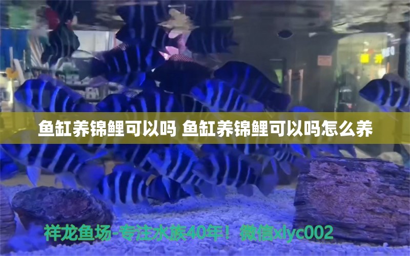 鱼缸养锦鲤可以吗 鱼缸养锦鲤可以吗怎么养