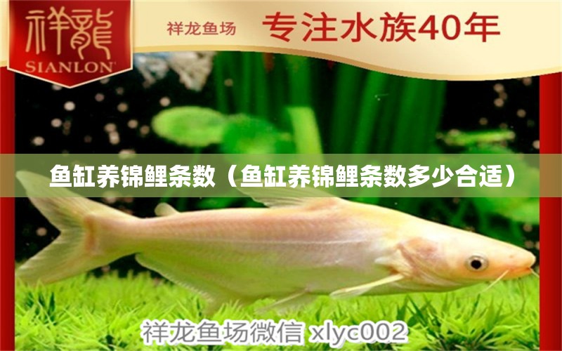 鱼缸养锦鲤条数（鱼缸养锦鲤条数多少合适） 祥龙水族医院