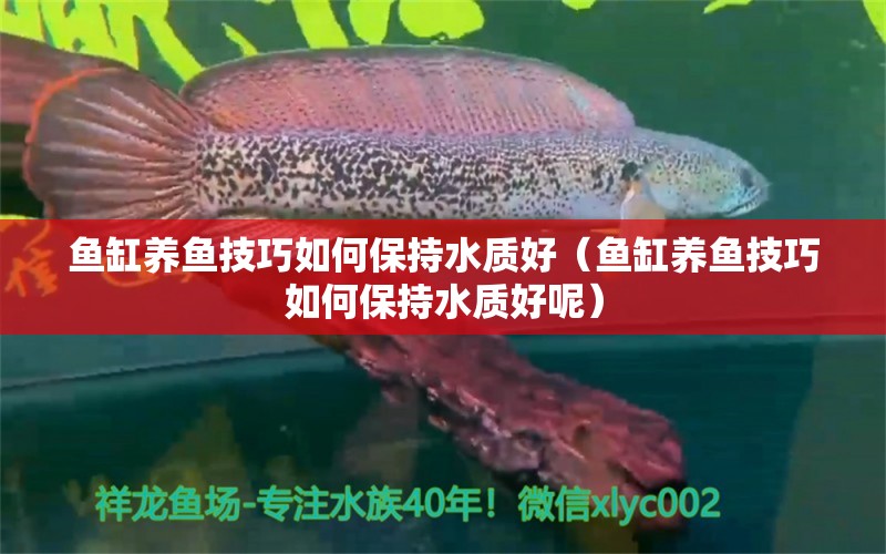 鱼缸养鱼技巧如何保持水质好（鱼缸养鱼技巧如何保持水质好呢）