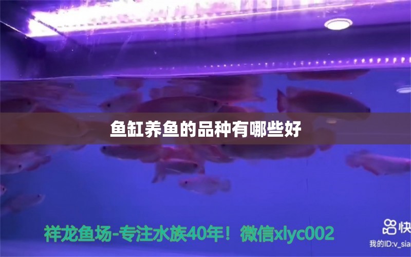 鱼缸养鱼的品种有哪些好 水族问答