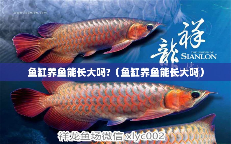 鱼缸养鱼能长大吗?（鱼缸养鱼能长大吗） 祥龙水族医院