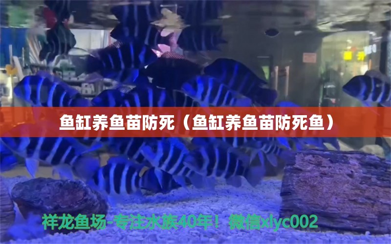 鱼缸养鱼苗防死（鱼缸养鱼苗防死鱼）