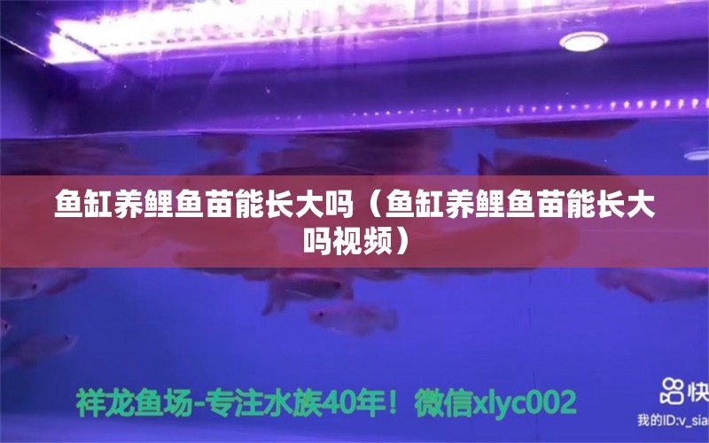 鱼缸养鲤鱼苗能长大吗（鱼缸养鲤鱼苗能长大吗视频） 祥龙水族医院