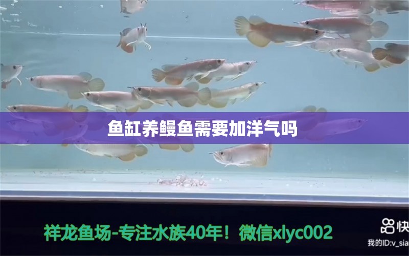 鱼缸养鳗鱼需要加洋气吗 