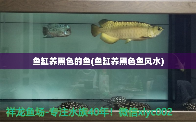 鱼缸养黑色的鱼(鱼缸养黑色鱼风水) 鱼缸风水