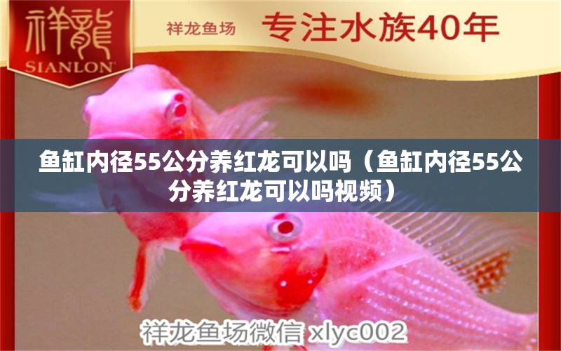 鱼缸内径55公分养红龙可以吗（鱼缸内径55公分养红龙可以吗视频）