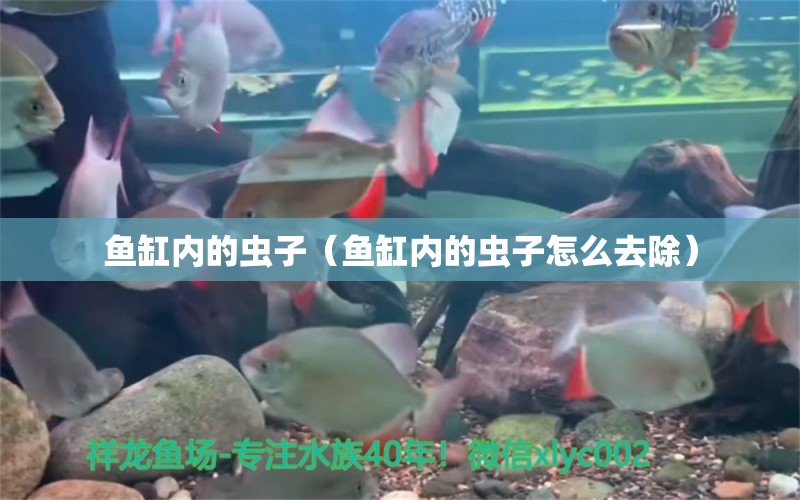 鱼缸内的虫子（鱼缸内的虫子怎么去除） 祥龙水族医院