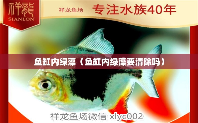 鱼缸内绿藻（鱼缸内绿藻要清除吗） 祥龙水族医院